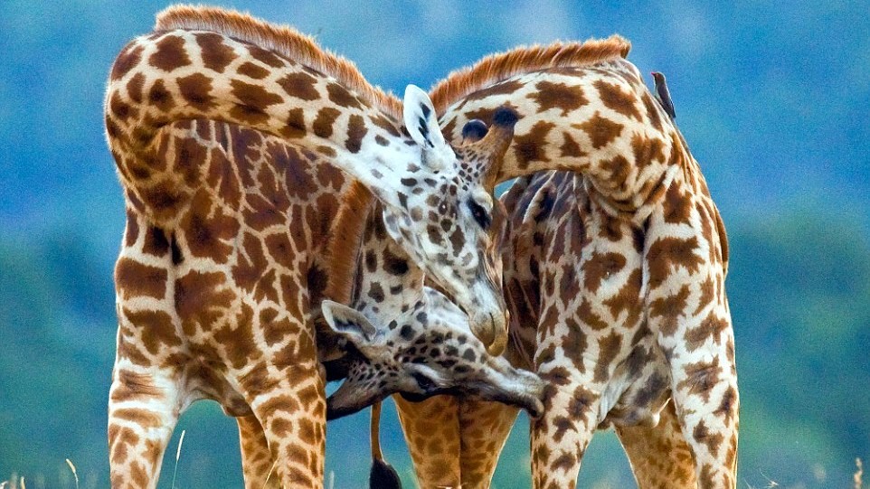 Žirafy na pláňach národného parku v Keni,